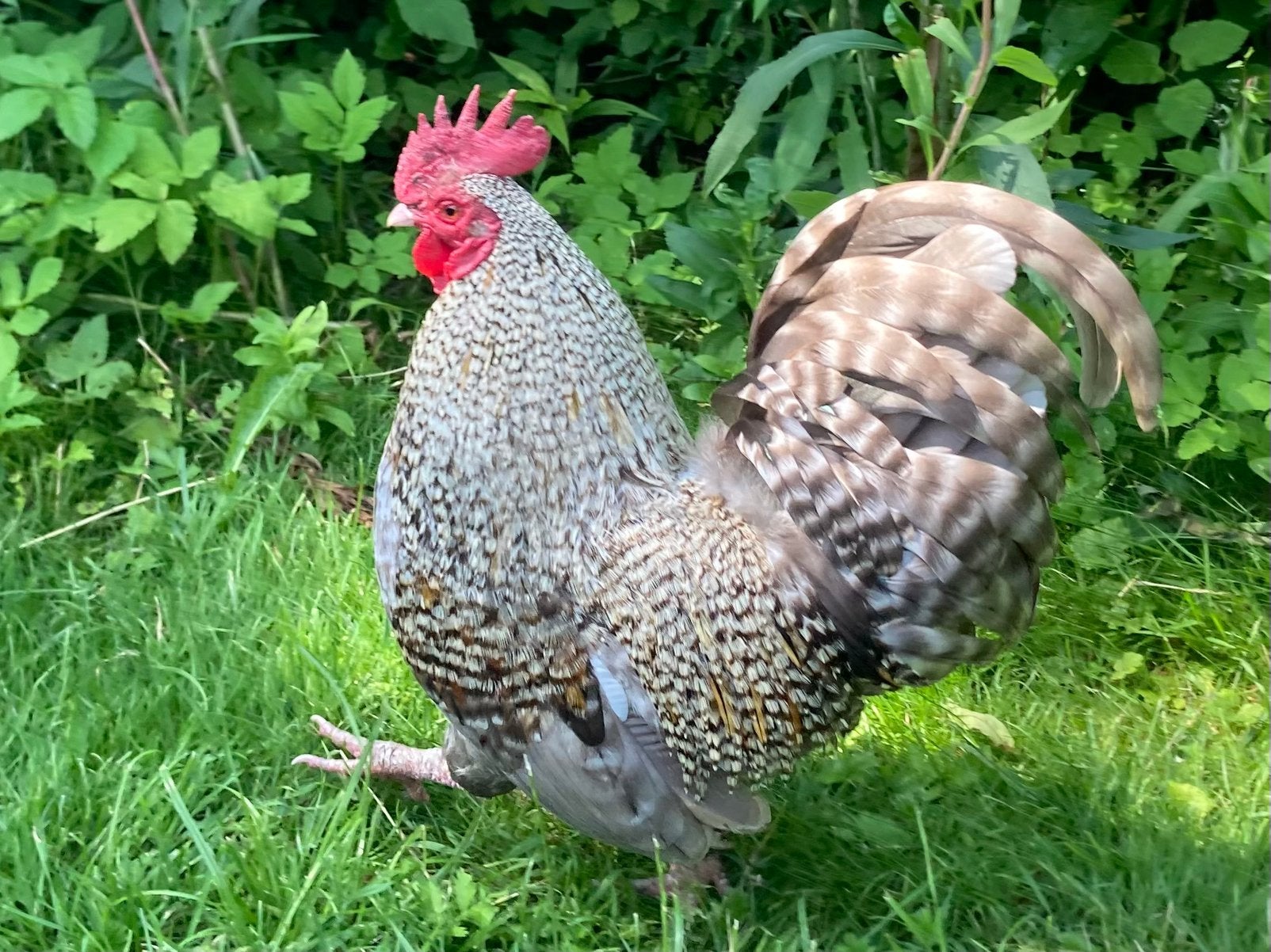 Mooie grijs gestreepte haan, Dieren en Toebehoren, Pluimvee, Mannelijk, Kip