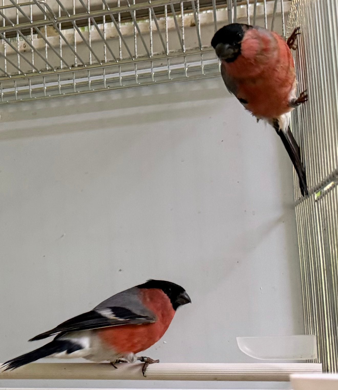 Goudvink Inlands Vogels 2026 geringd, Dieren en Toebehoren, Meerdere dieren, Wildzangvogel, Geringd