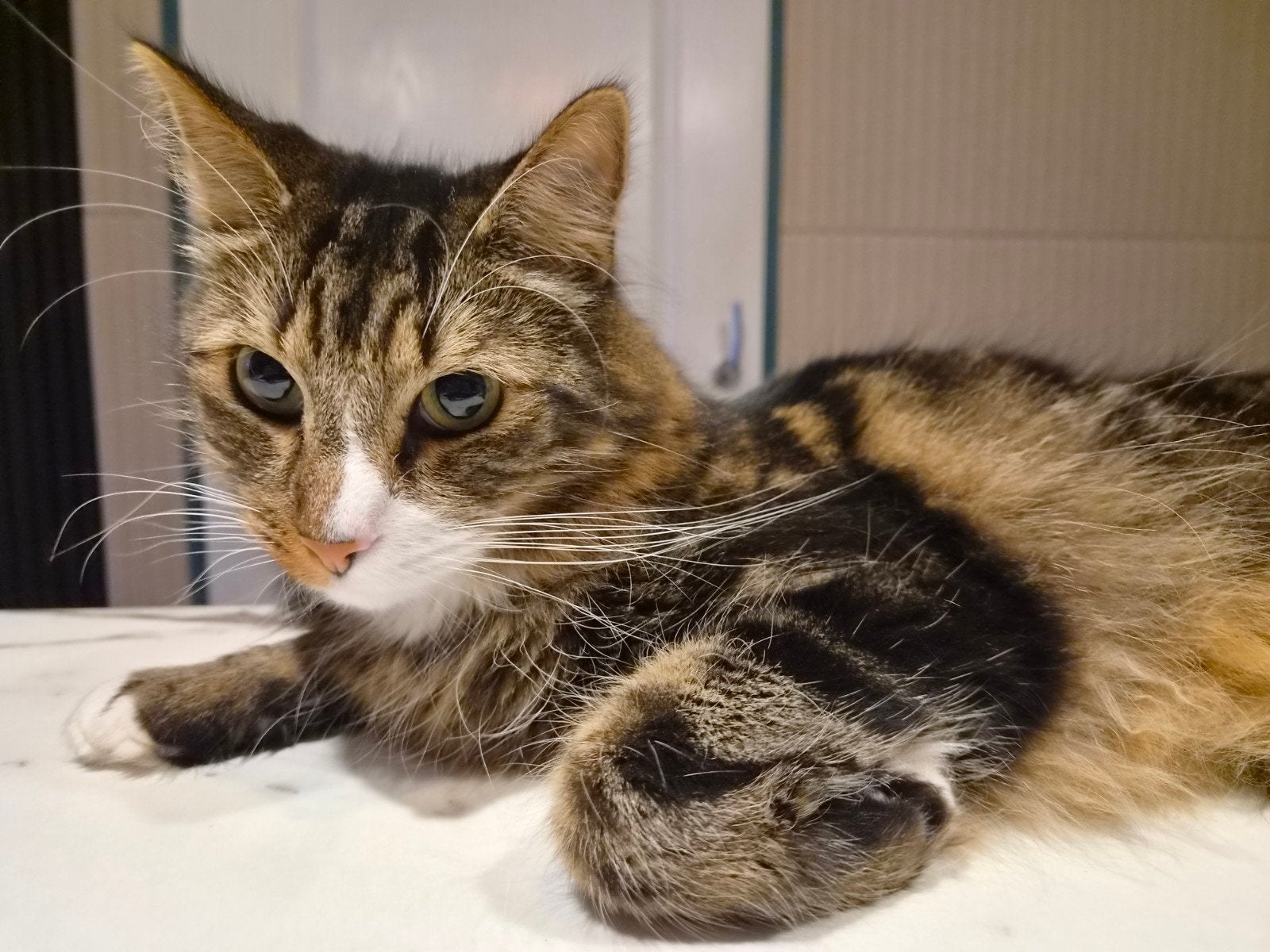 Lucky, Dieren en Toebehoren, Kater