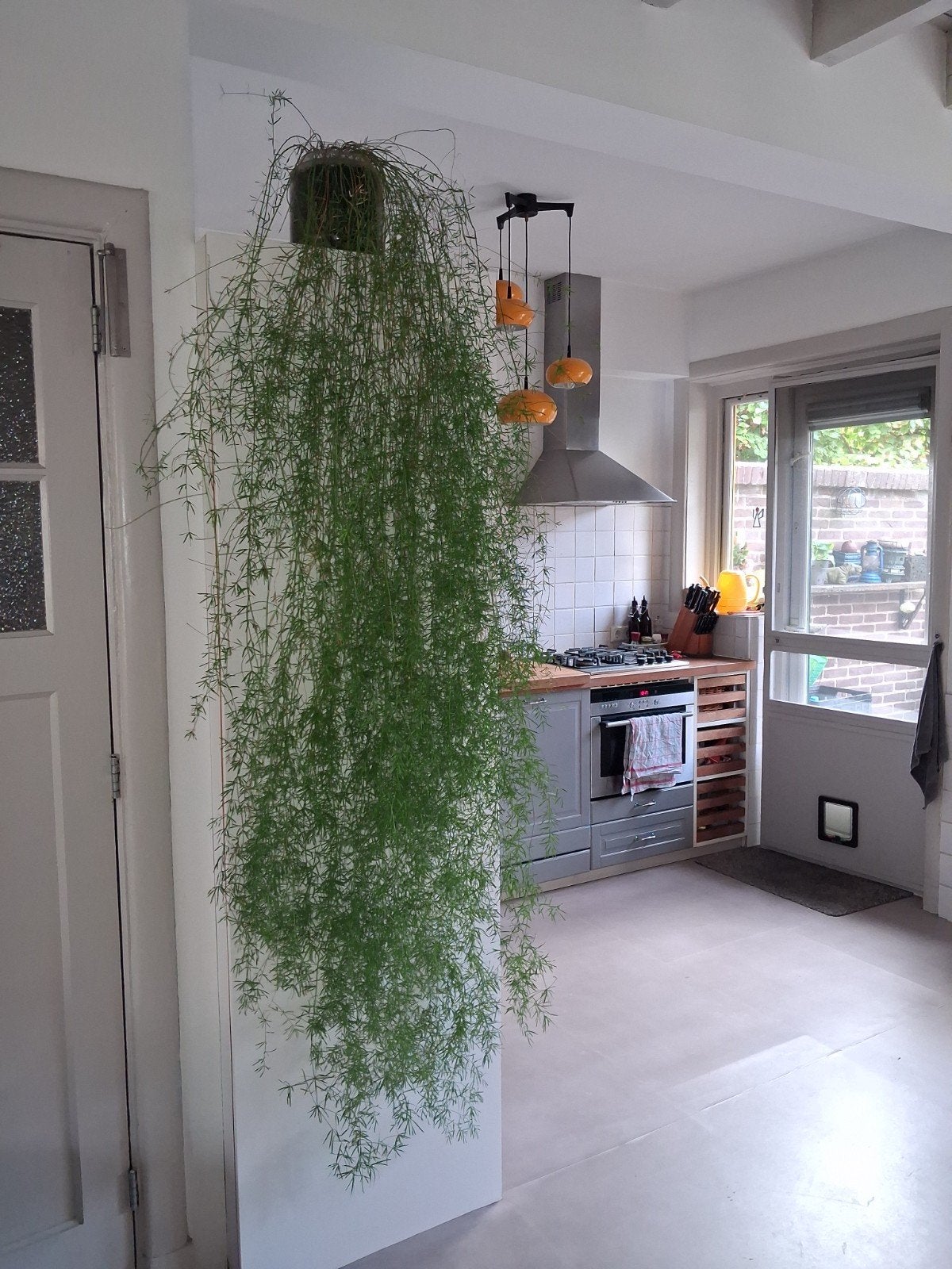 Grote Asperagus Sprengeri - 2 meter lang, Ophalen, 200 cm of meer, Overige soorten, Halfschaduw