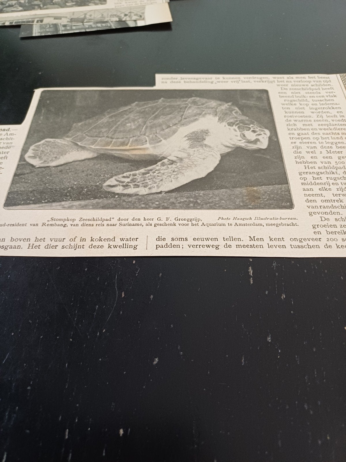knipsel  stompkop zeeschildpad dierentuin Artis Amsterdam, Ophalen of Verzenden, Gebruikt