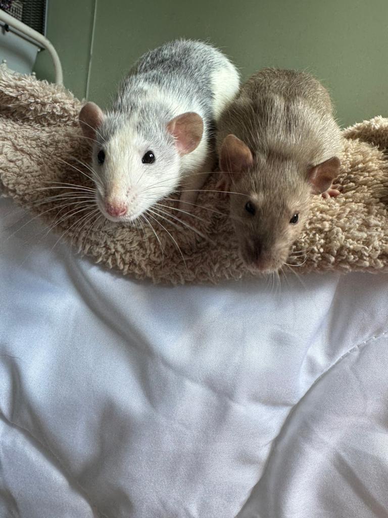 Tamme ratjes met kooi, Dieren en Toebehoren, Knaagdieren, Rat, Februari, Mannelijk, Tam