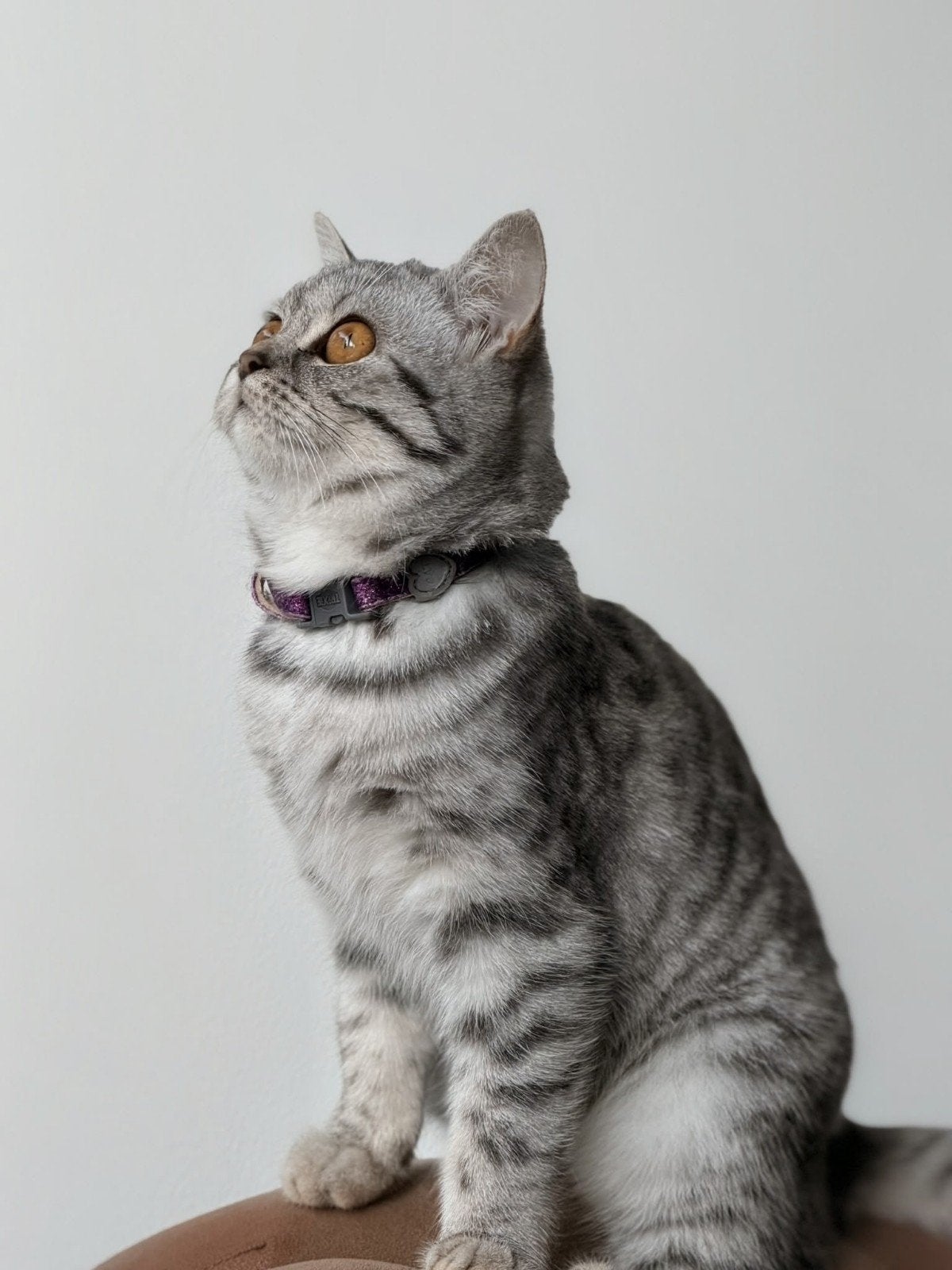 Britsekorthaat kittens (zuiver ras), Poes