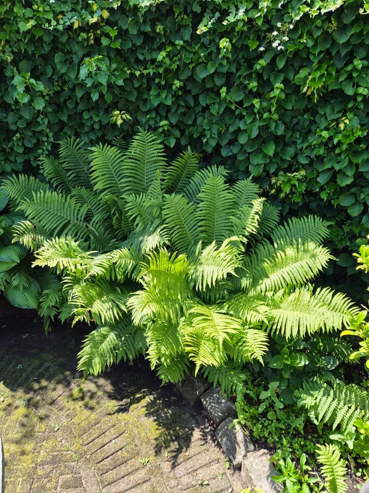 Grote varens 10 stuks beschikbaar, Ophalen of Verzenden
