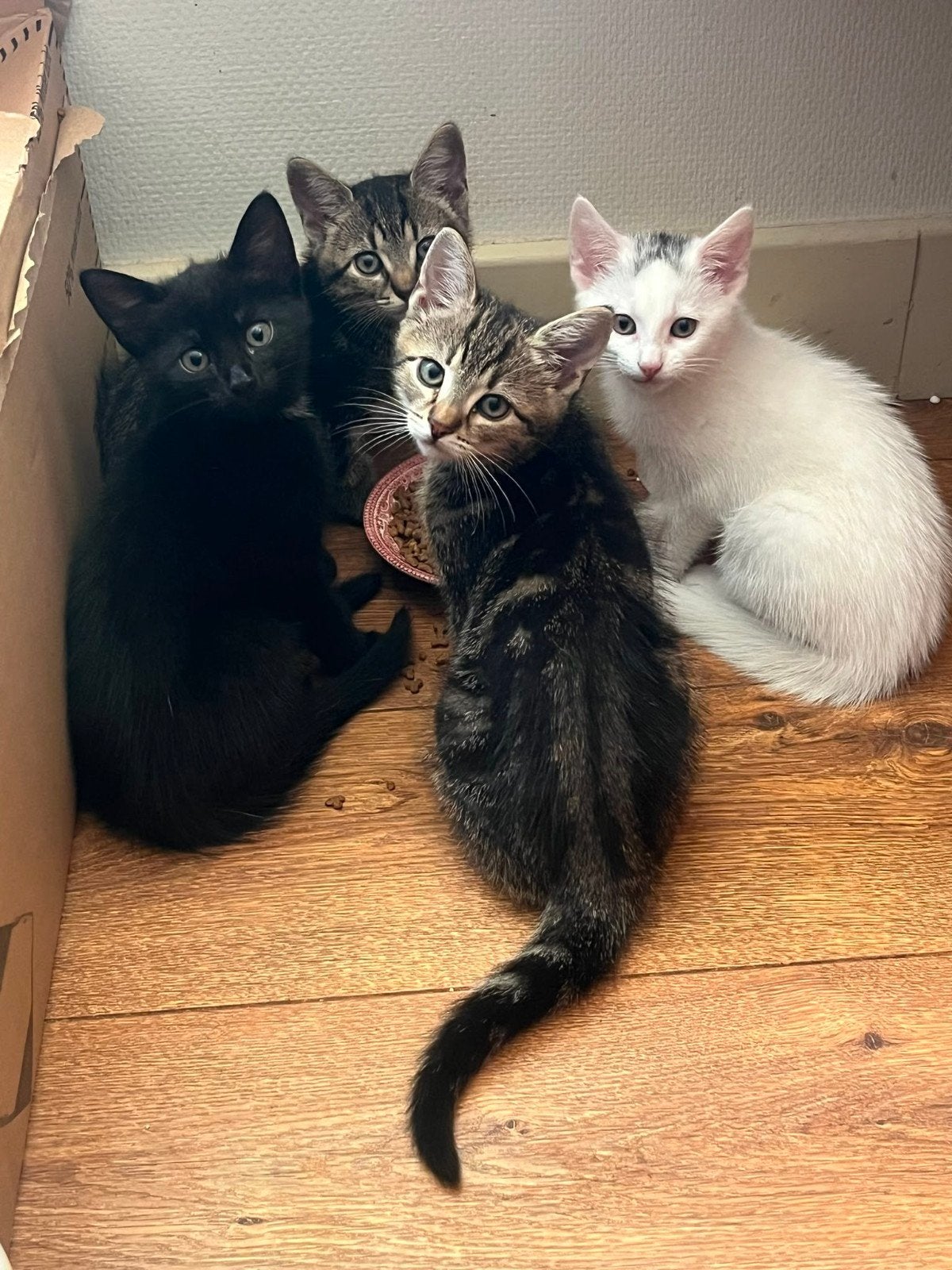 Kittens, Meerdere dieren