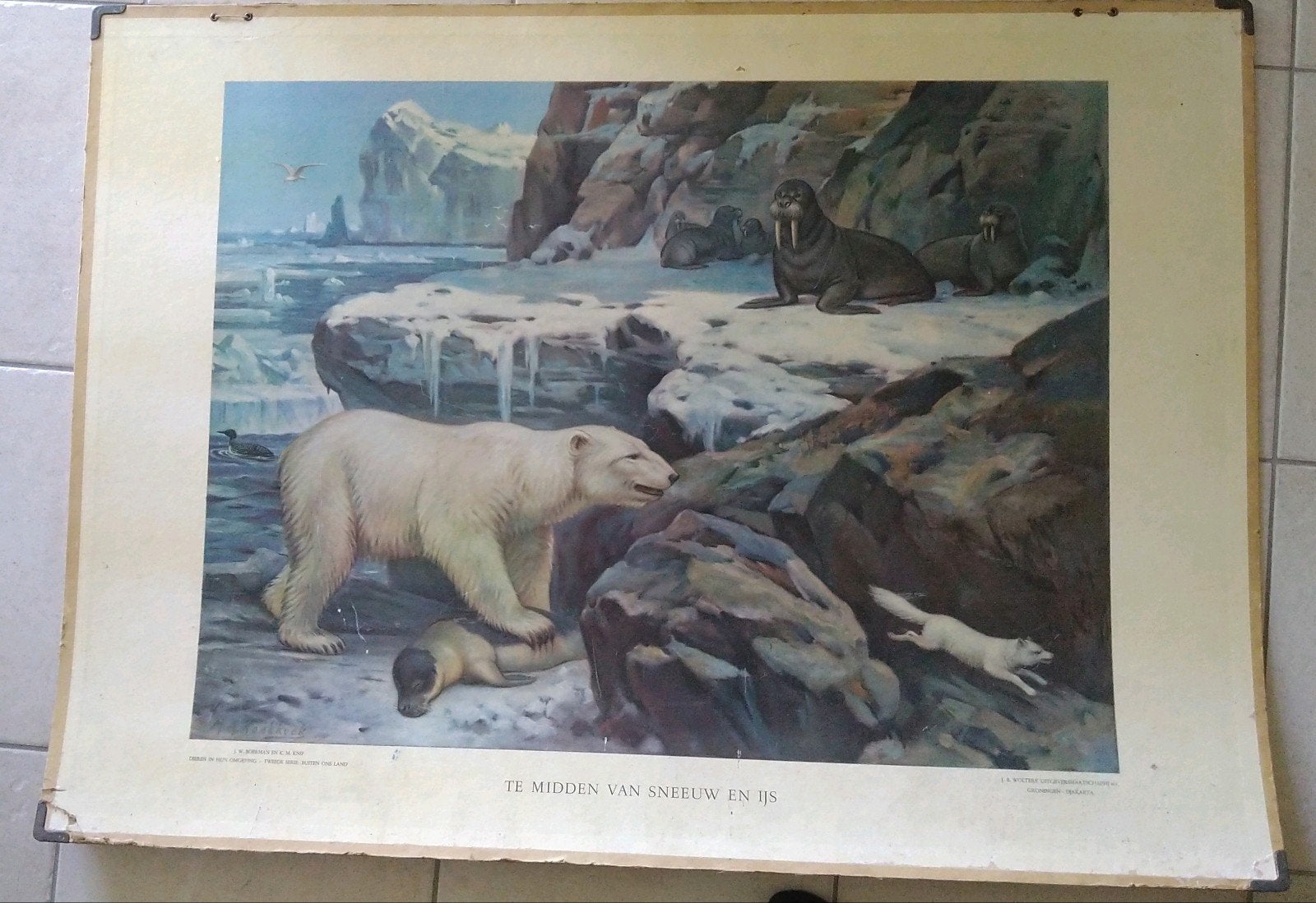 Dieren in hun omgeving schoolplaat noordpool ijsbeer walrus, Antiek en Kunst, Ophalen, Natuur en Biologie