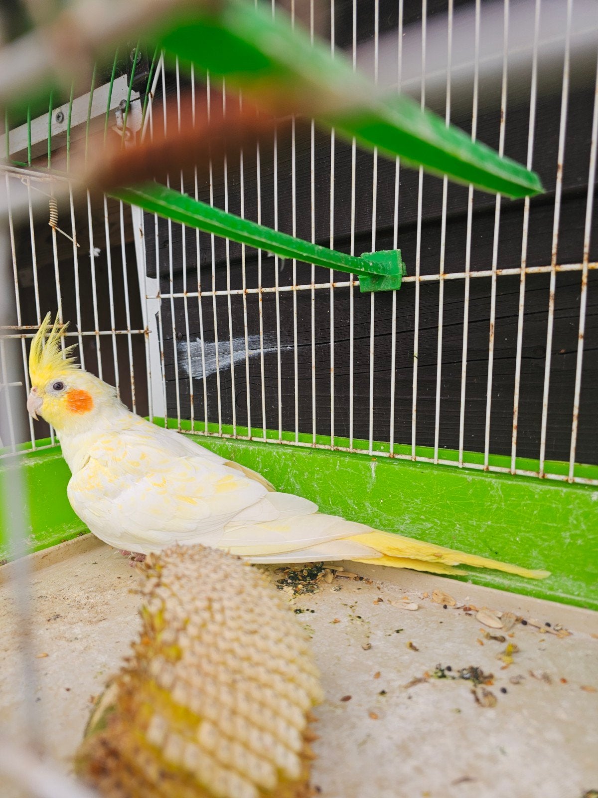 Mooie vogel te koop, Dieren en Toebehoren