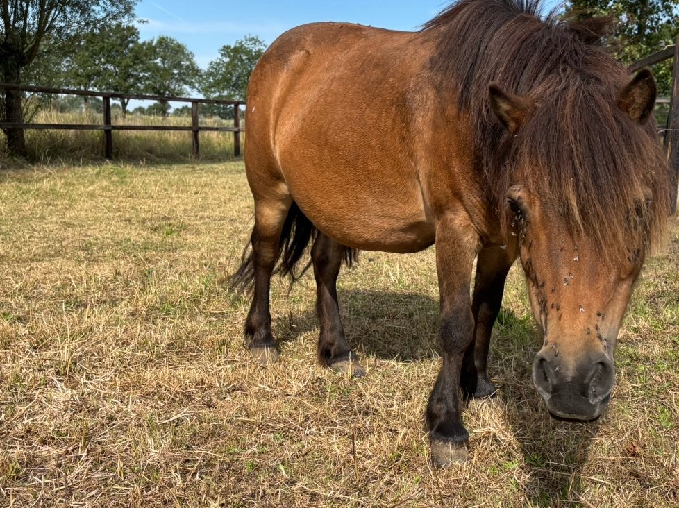 Echte lieve kinderpony 🦄, Merrie, A pony (tot 1.17m), Met stamboom, 11 jaar of ouder