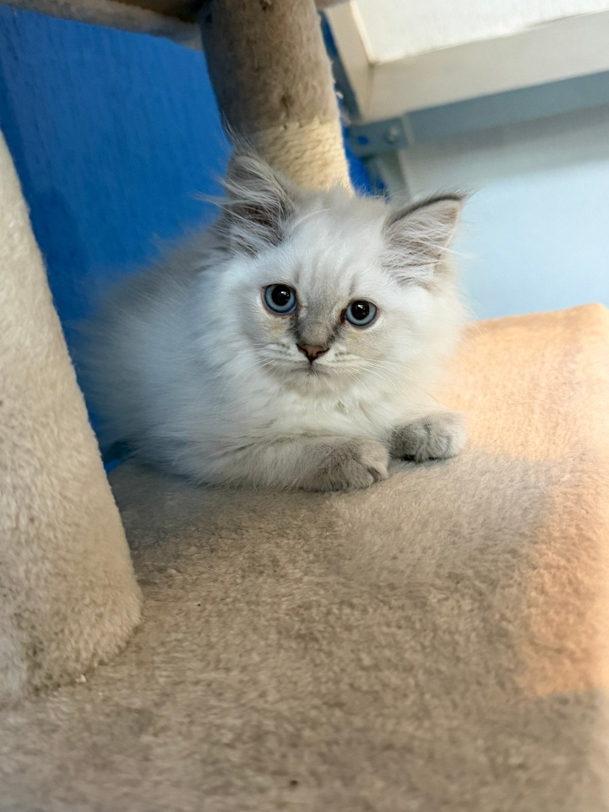 Britse langhaar/ korthaar Silver shaded, Kater