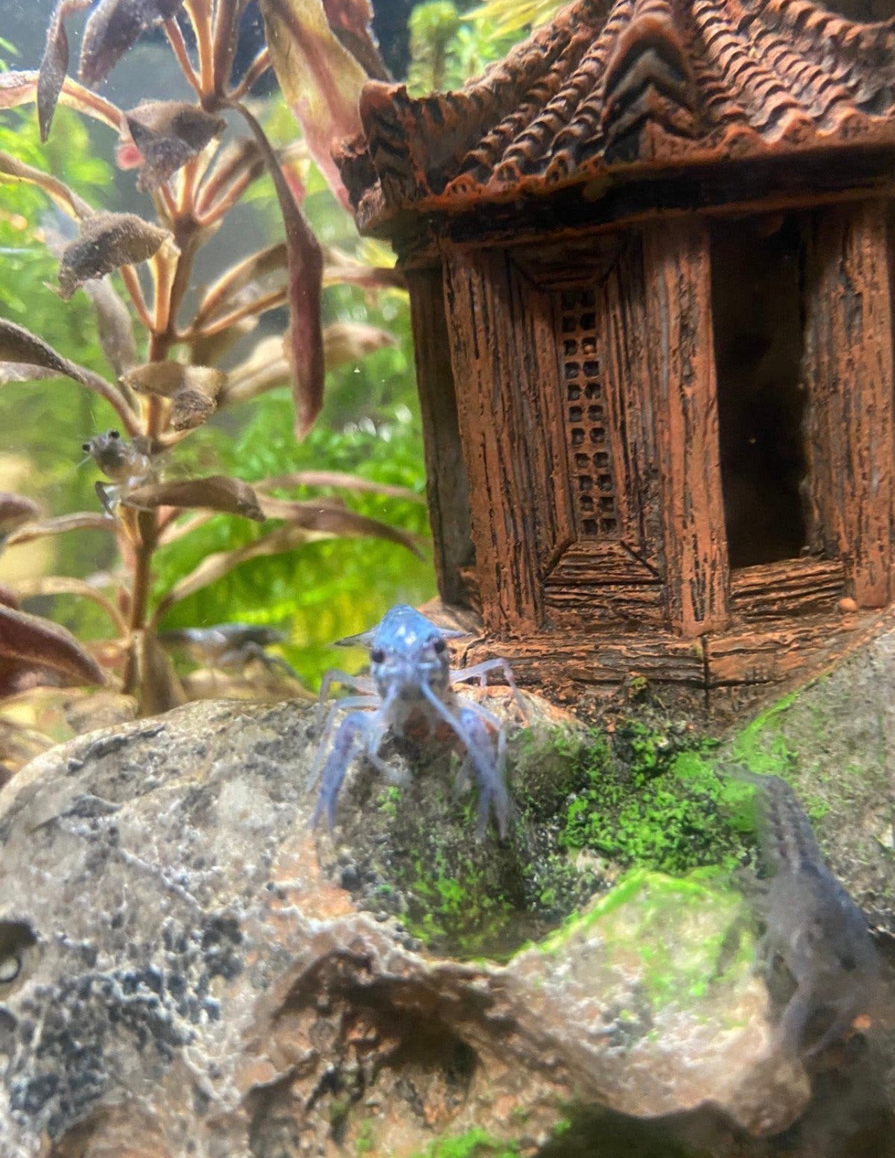 Blauwe Florida kreeftjes, Dieren en Toebehoren, Vissen | Aquariumvissen, Kreeft, Krab of Garnaal, Zoetwatervis