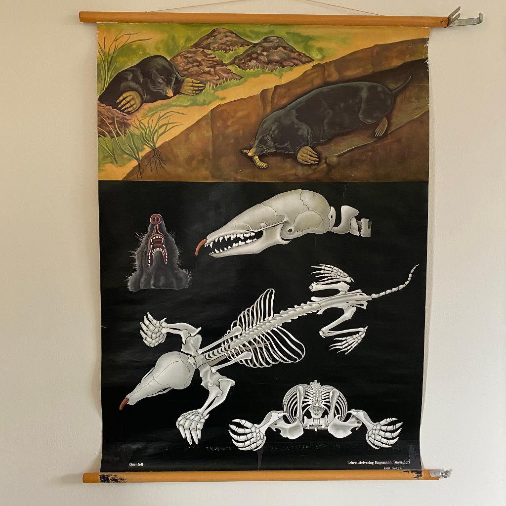 Schoolplaat De Mol – Jung Koch Quentell, Antiek en Kunst, Antiek | Schoolplaten, Ophalen of Verzenden, Natuur en Biologie