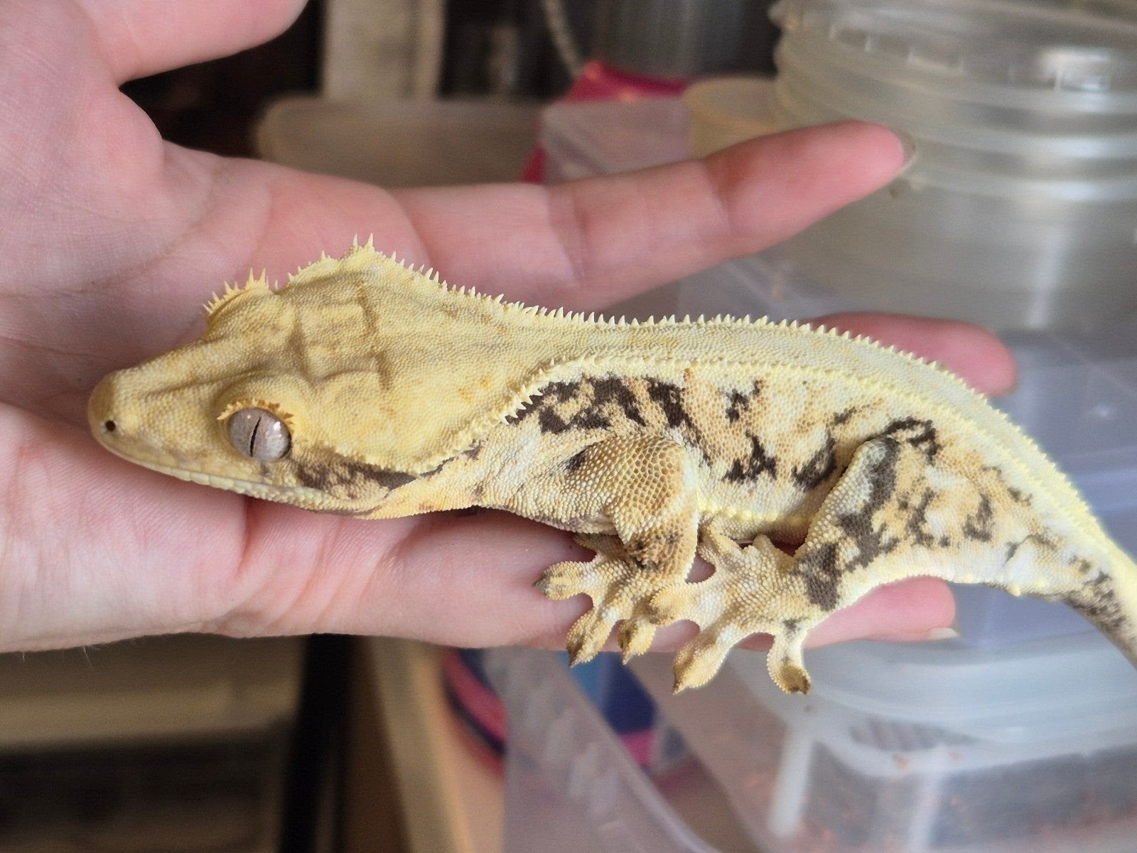 Mooie wimpergekko vrouw, Hagedis, 0 tot 2 jaar