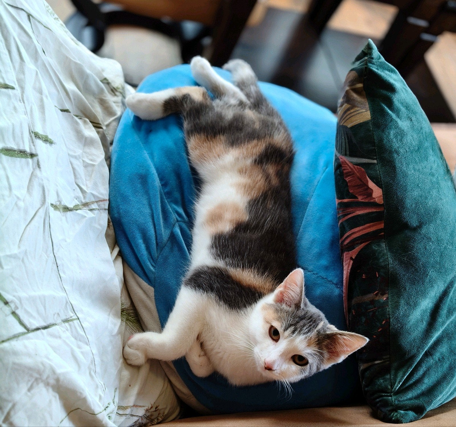 kittens te koop, Dieren en Toebehoren, Meerdere dieren, Kortharig, 0 tot 2 jaar