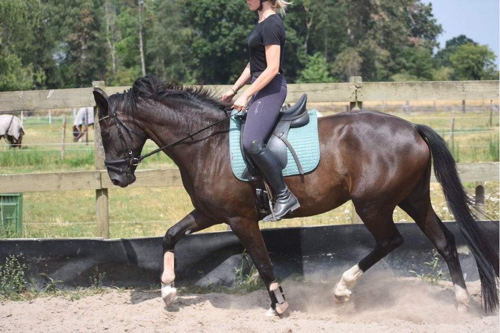 Bloedmooie, 4 jarige Taminiau x Osmium x Gribaldi merrie, Merrie, Met stamboom, Dressuurpaard, Zadelmak