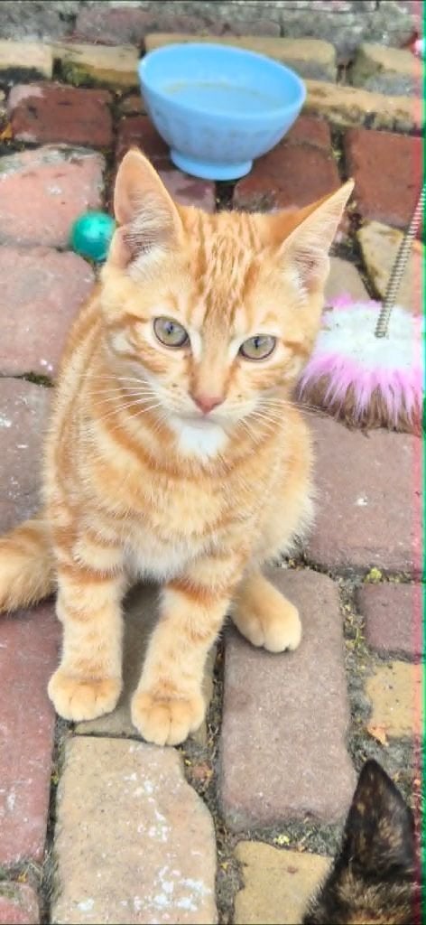 Deze mooie, lieve boerderijkittens zoeken een nieuw mandje., Poes, 0 tot 2 jaar