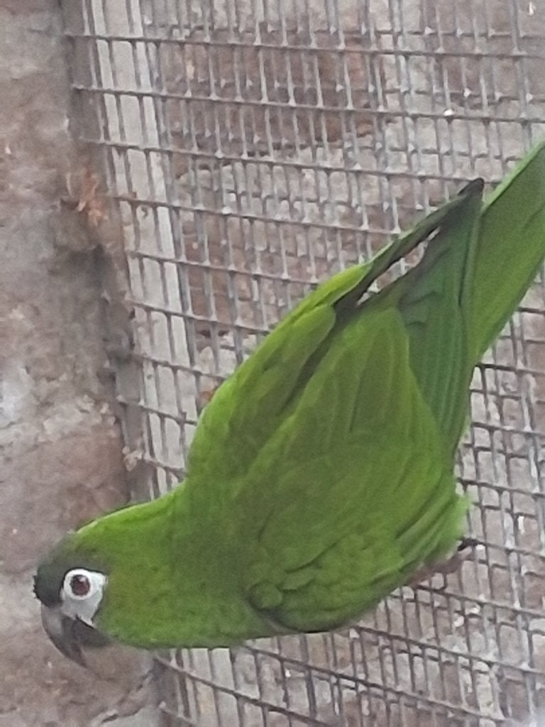Ara nobilis, Meerdere dieren, Papegaai