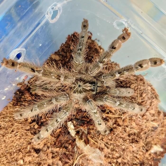 Stromatopelma calceatum, Dieren en Toebehoren