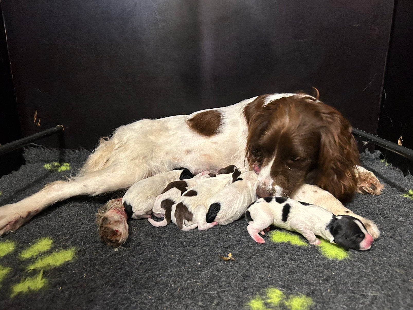 Engels springer spaniel FCI stamboom!, Parvo, 8 tot 15 weken, Meerdere, Meerdere dieren