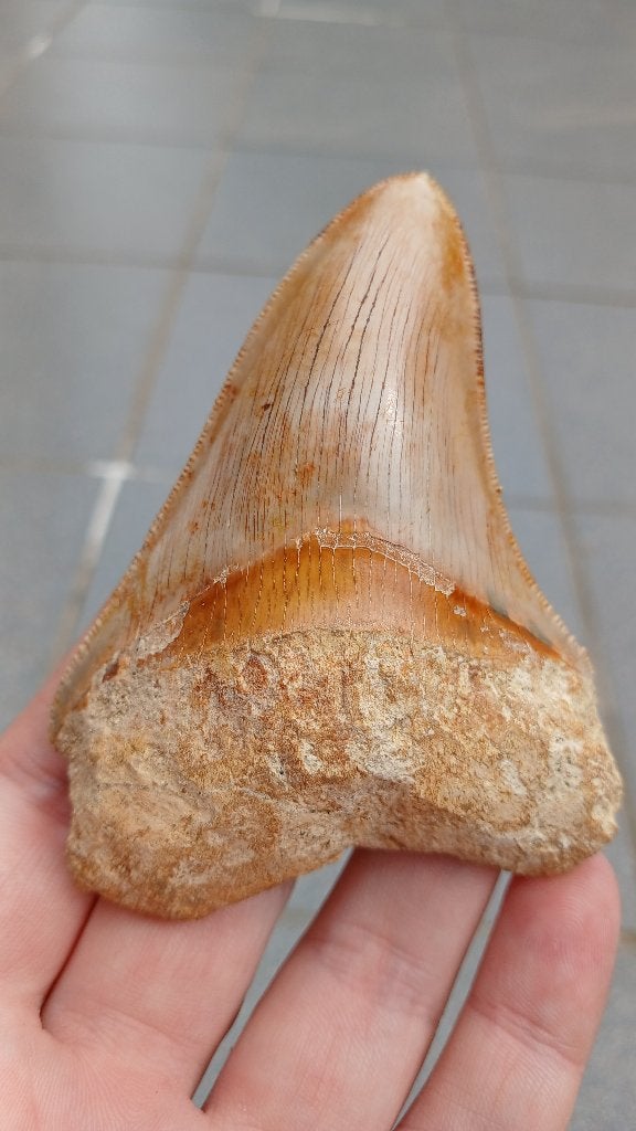 Megalodon haaientand fossiel uit Indonesië, Ophalen of Verzenden, Fossiel