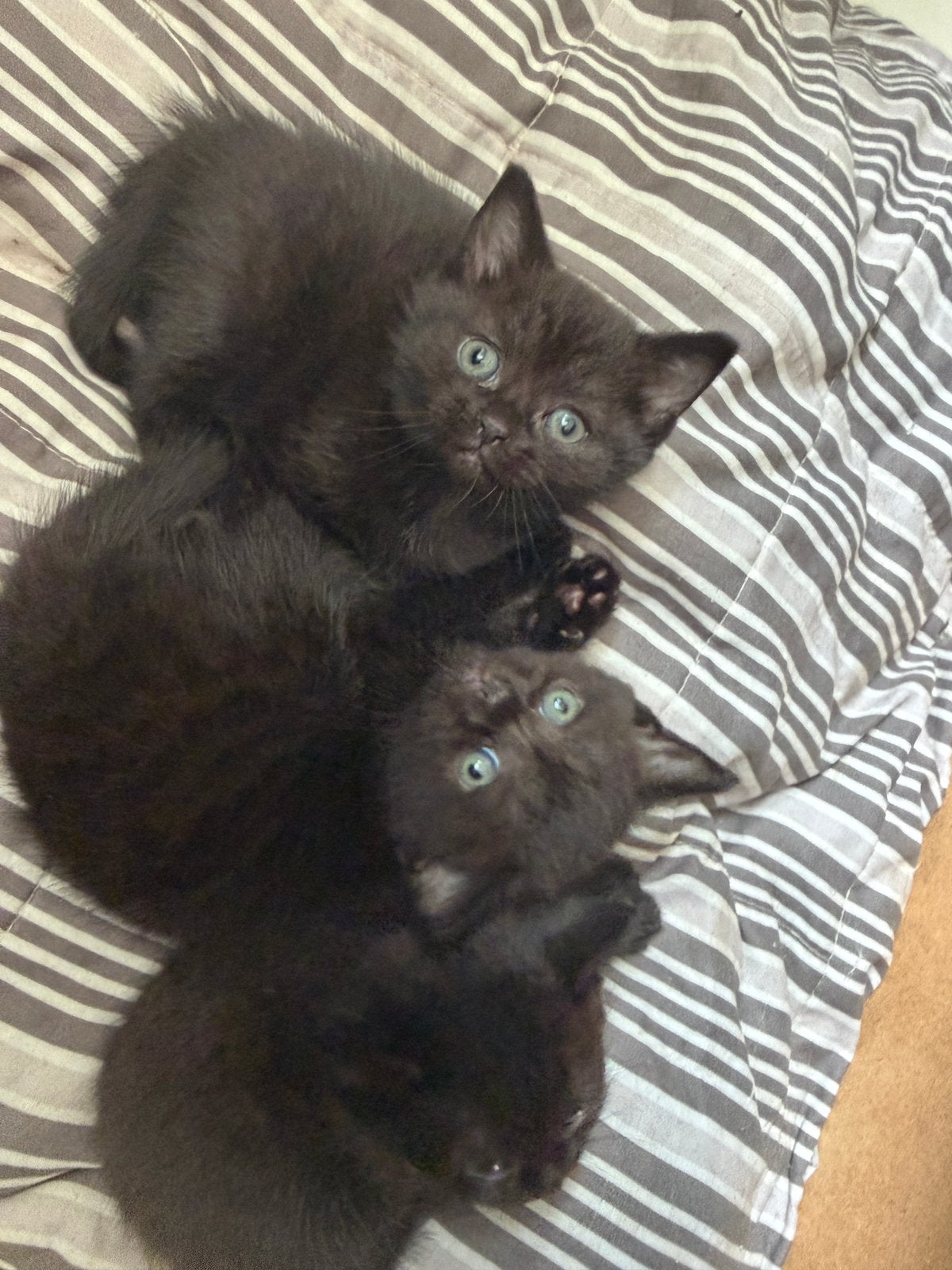 British Shorthair-kittens zoeken een warm thuis, Dieren en Toebehoren, Meerdere dieren, 0 tot 2 jaar