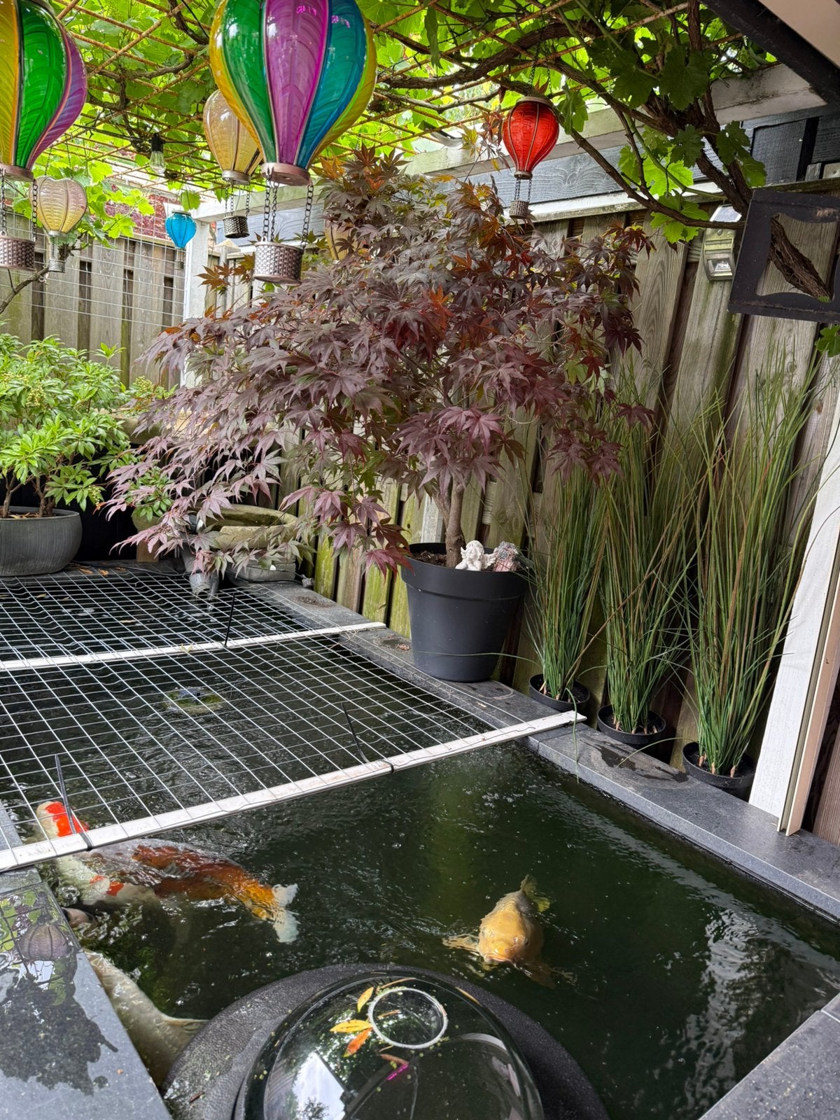 Japanse esdoorn, Bloeit niet, Halfschaduw, 100 tot 250 cm, Overige soorten