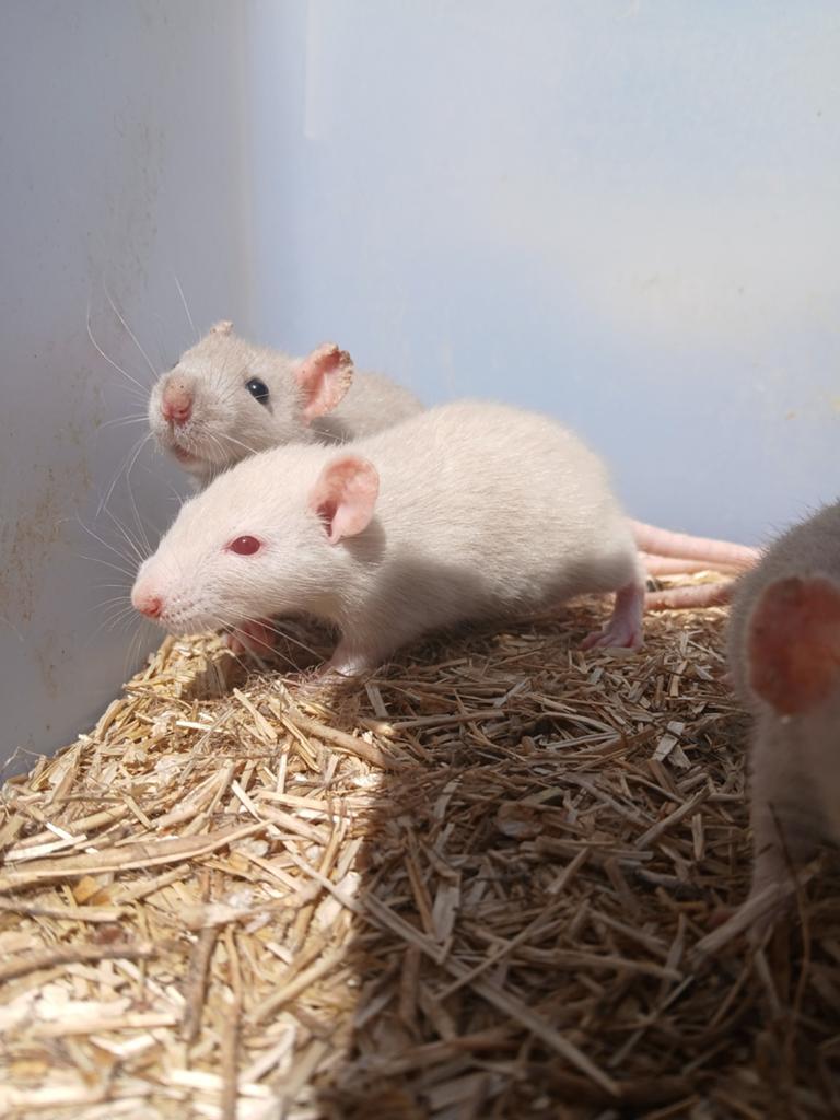 Dames ratten, Dieren en Toebehoren, Knaagdieren, Rat, Maart, Vrouwelijk, Tam