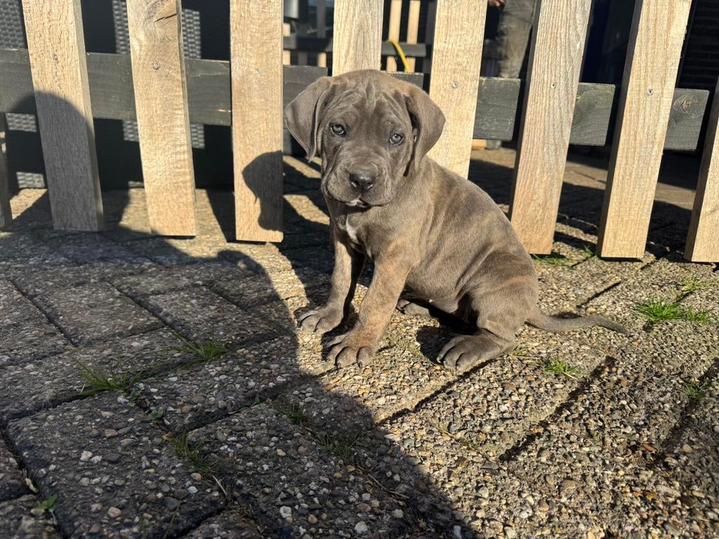 Sterke cane corso x boerboel pup, teefje, Dieren en Toebehoren, Overige rassen, 8 tot 15 weken, Teef, Meerdere