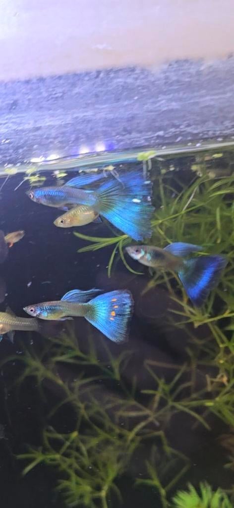 Blue Moscow Guppy – Raszuiver prijs gedaald, Vis, Zoetwatervis, Schoolvis