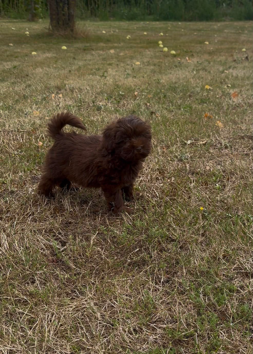 Super leuke Maltipoo pups, Parvo, België, Particulier, 8 tot 15 weken