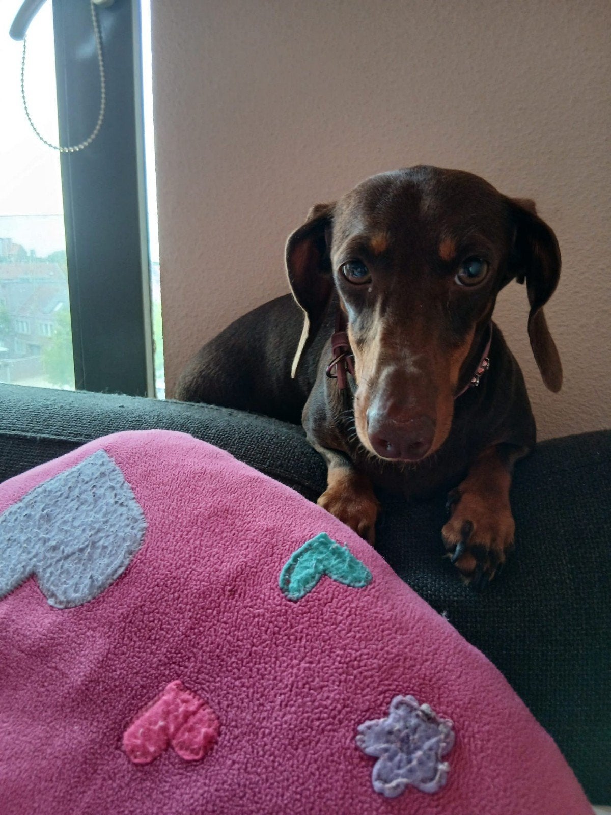 te koop teckel, Dieren en Toebehoren, Honden | Teckels en Dashonden, Standaard, Korthaar, Teef, Parvo