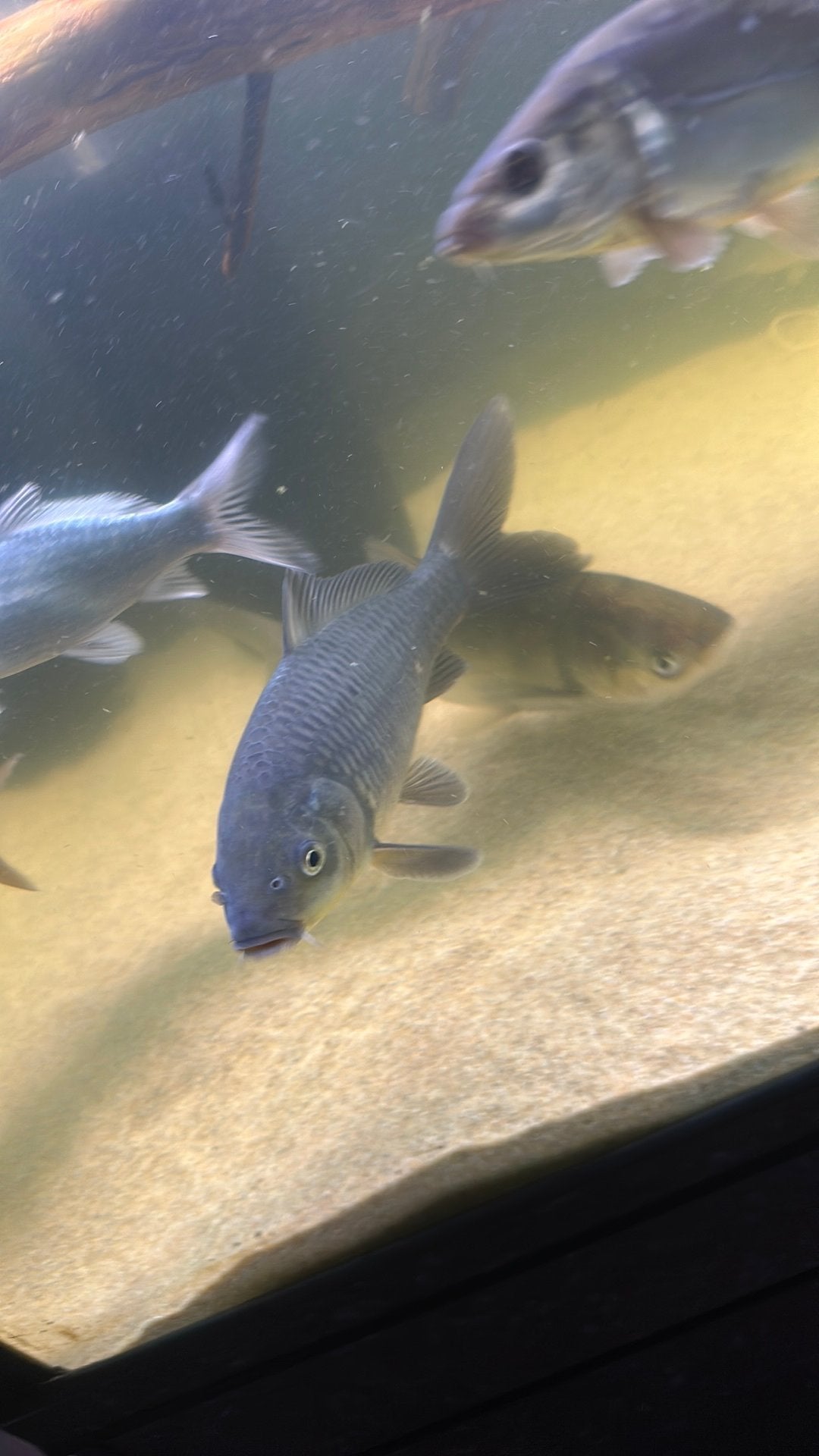 Koikarper, Dieren en Toebehoren, Vissen | Vijvervissen, Karper of Koi