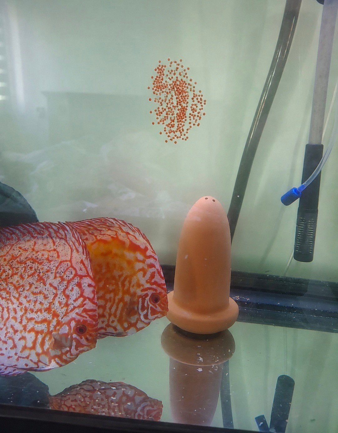 discus vissen koppel vis, Dieren en Toebehoren, Vissen | Aquariumvissen, Vis
