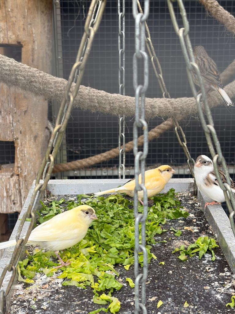 Jonge harlekijn kanaries, Meerdere dieren, Kleurkanarie