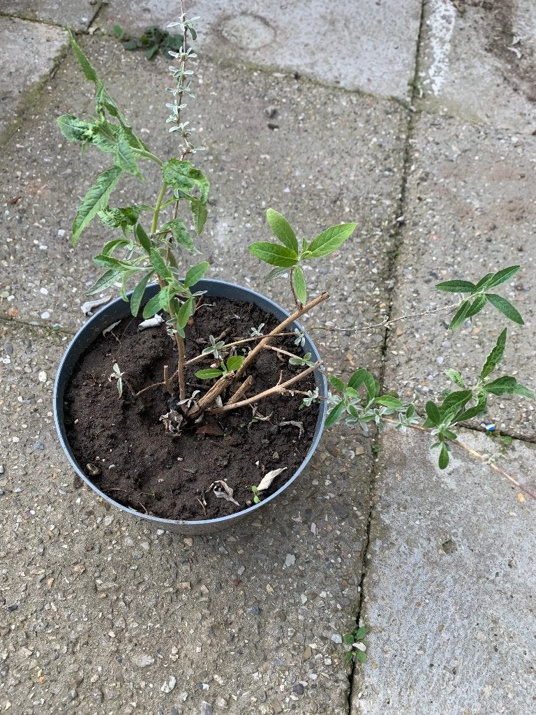 Vlinderstruik paars nummer 4, Tuin en Terras, Planten | Struiken en Hagen, Ophalen, Vlinderstruik, Struik, Minder dan 100 cm