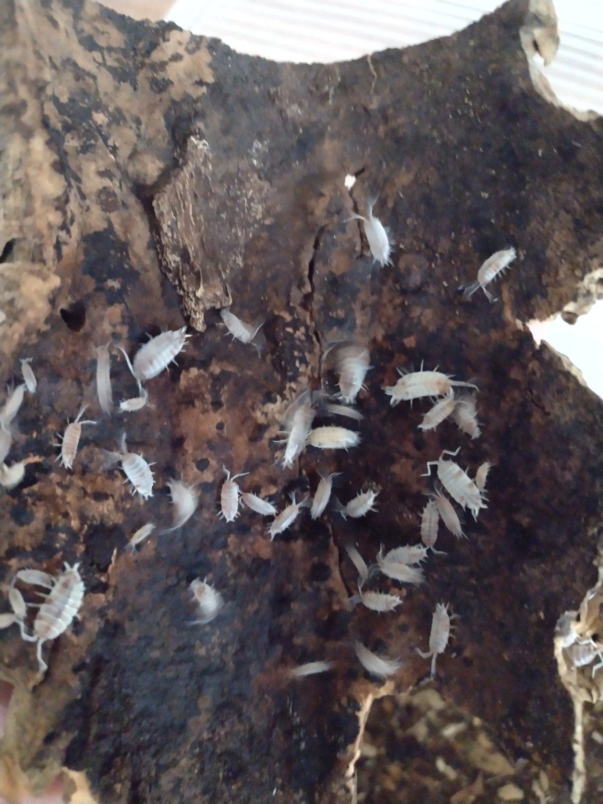 Isopods mix, Dieren en Toebehoren, Insecten en Spinnen, Overige soorten