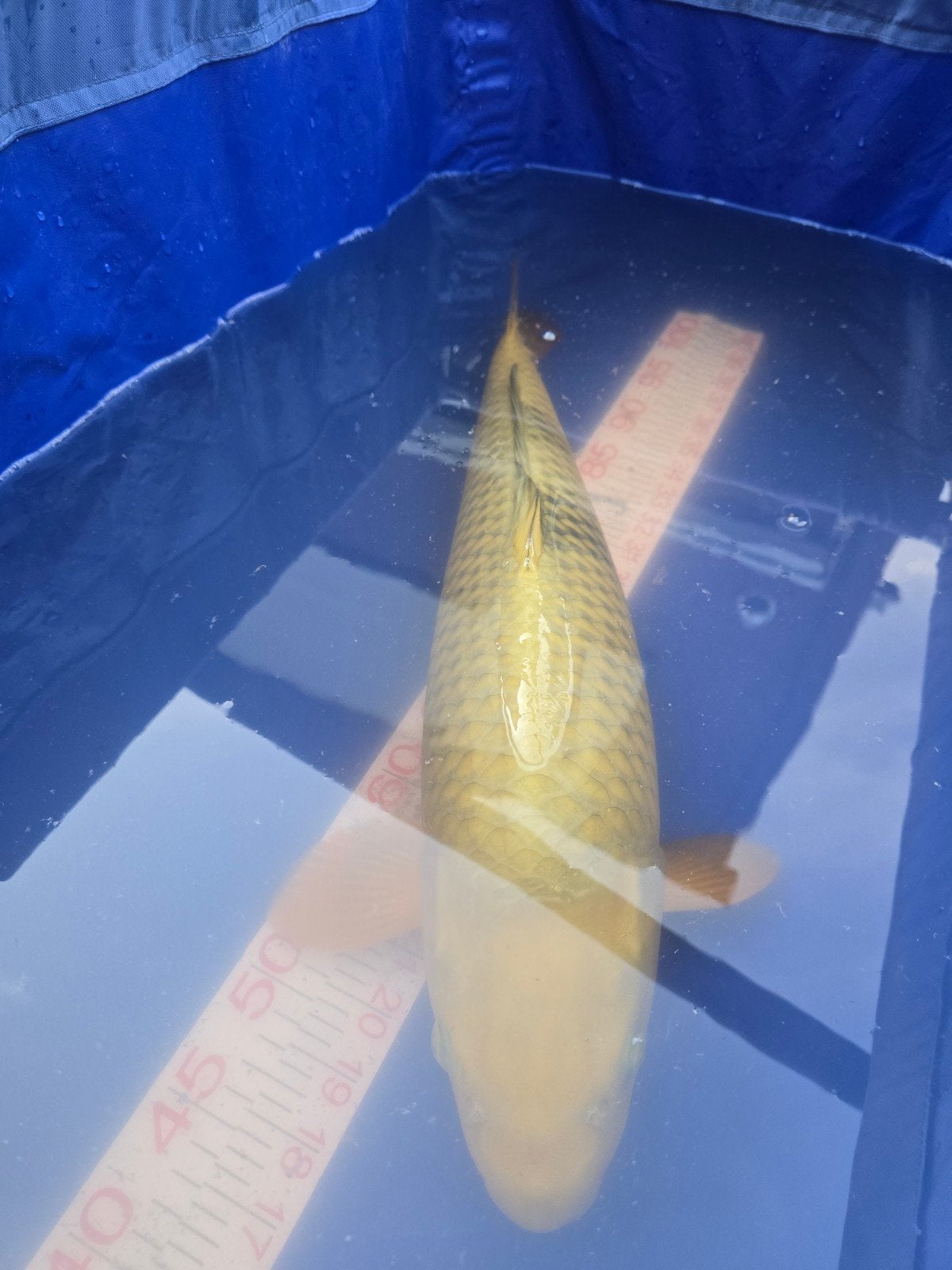 Japanse kois verschillende kwekers, Karper of Koi
