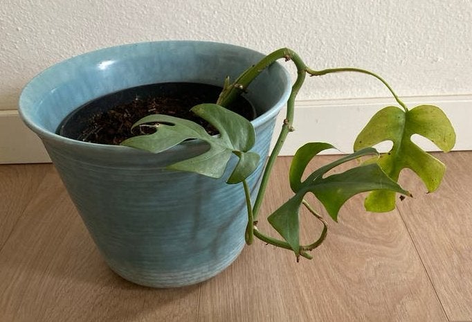 Stek Monstera minima (Rhaphidophora Tetrasperma) (no.4), Ophalen, Halfschaduw