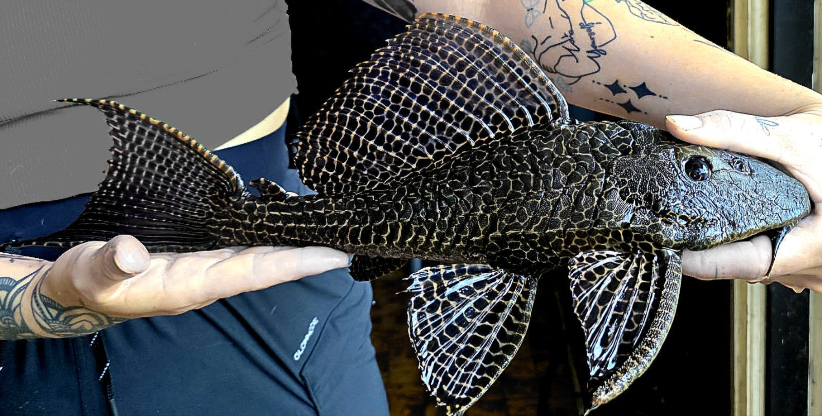 Super mooie zeilvin pleco 40+cm €25,00, Dieren en Toebehoren, Vissen | Aquariumvissen, Vis