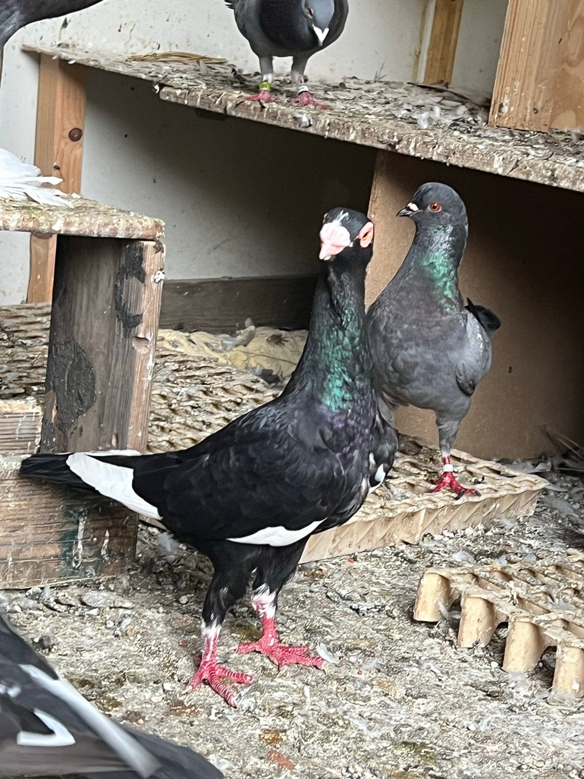 Duven, Dieren en Toebehoren, Vogels | Duiven, Vrouwelijk, Kropper