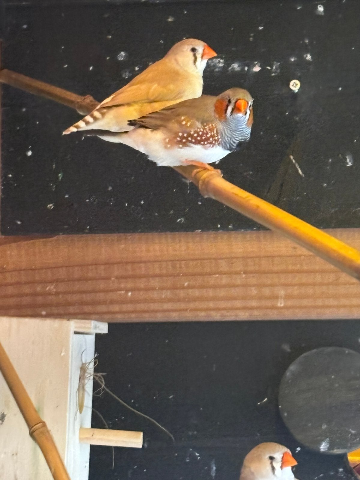 Zebravinken van dit jaar, Meerdere dieren, Tropenvogel, Geringd