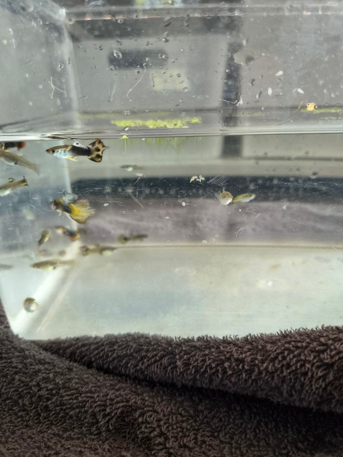 guppen, Dieren en Toebehoren