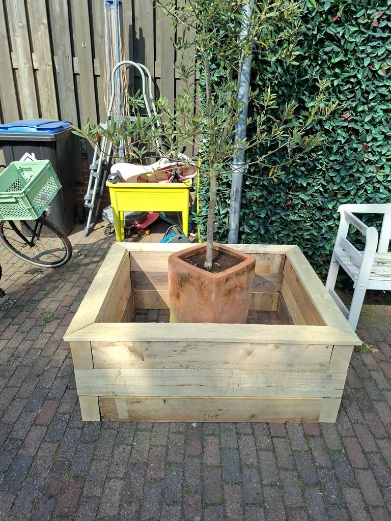Olijfboom met nieuwe houten bak, Ophalen, 100 cm of meer, Nieuw, Rechthoekig