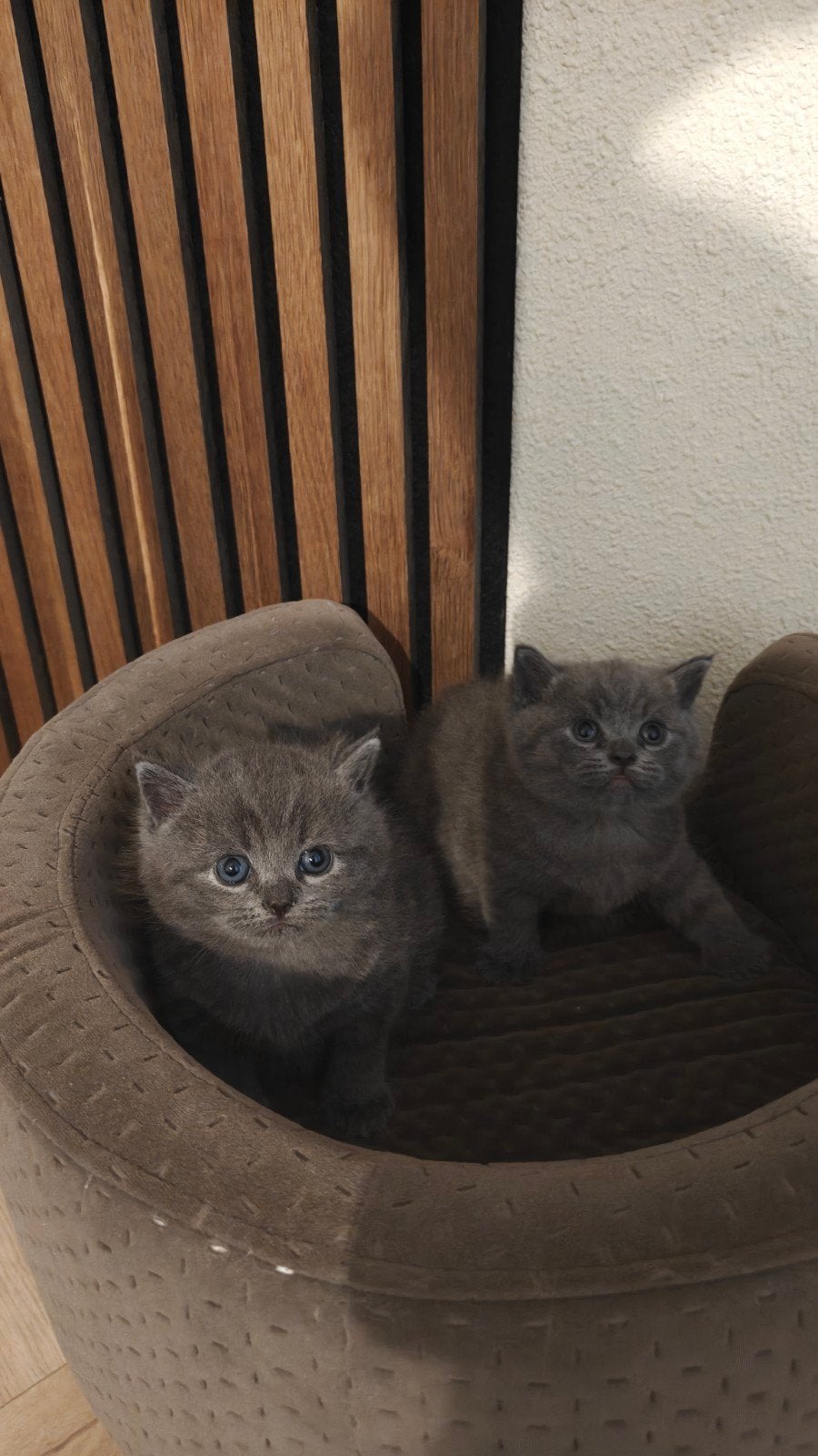 Prachtige raszuivere Britse Kortharige Kittens, Dieren en Toebehoren, Meerdere dieren, Ontwormd