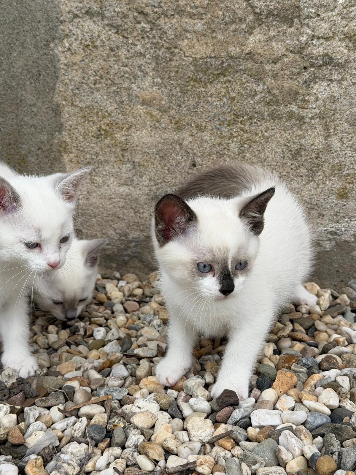 lynxpoint siamese en andere kittens zoeken lief baasje, Meerdere dieren, Kortharig, 0 tot 2 jaar