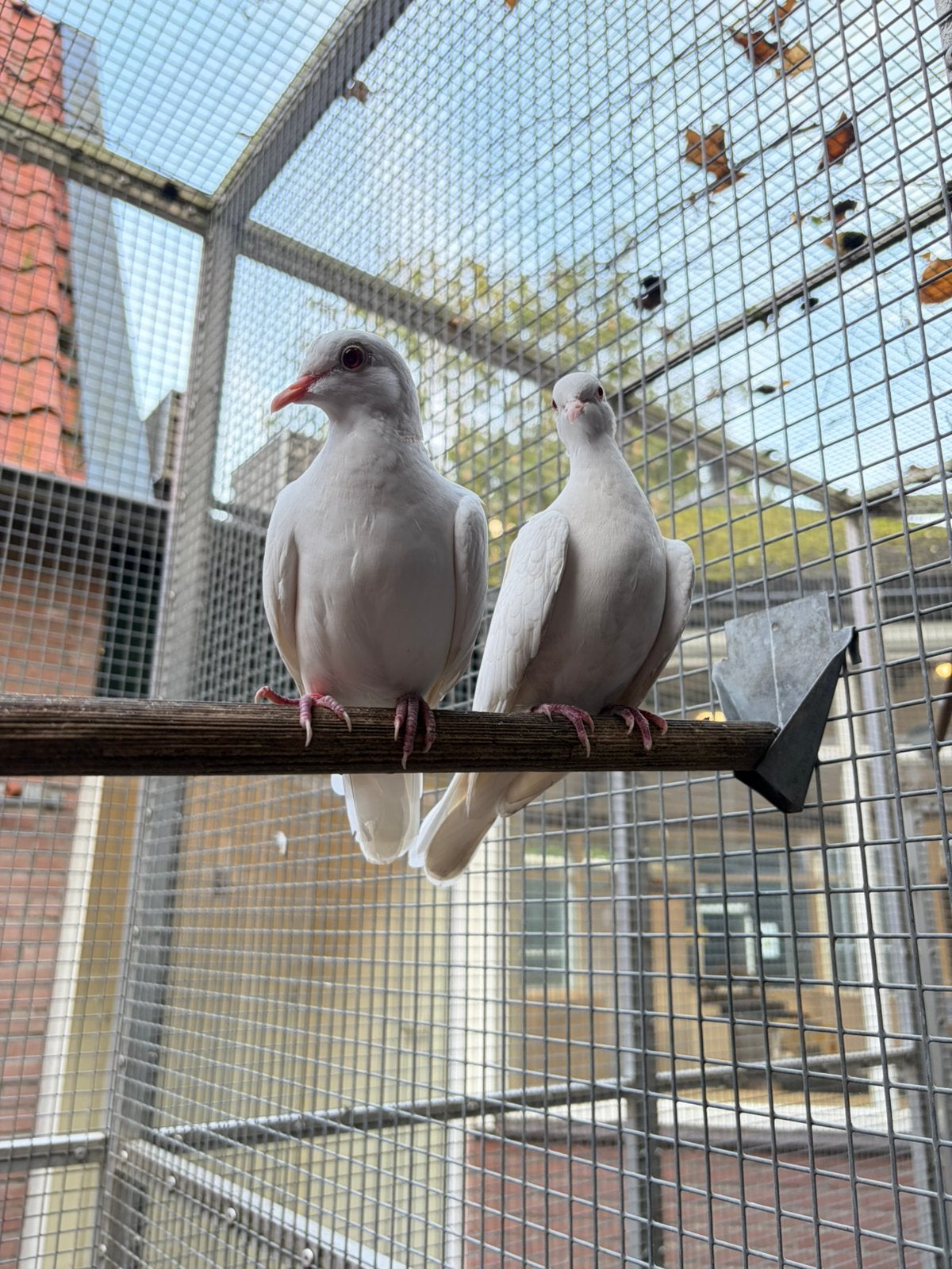 Koppeltje mooie witte lachduifjes, Geslacht onbekend, Tortelduif
