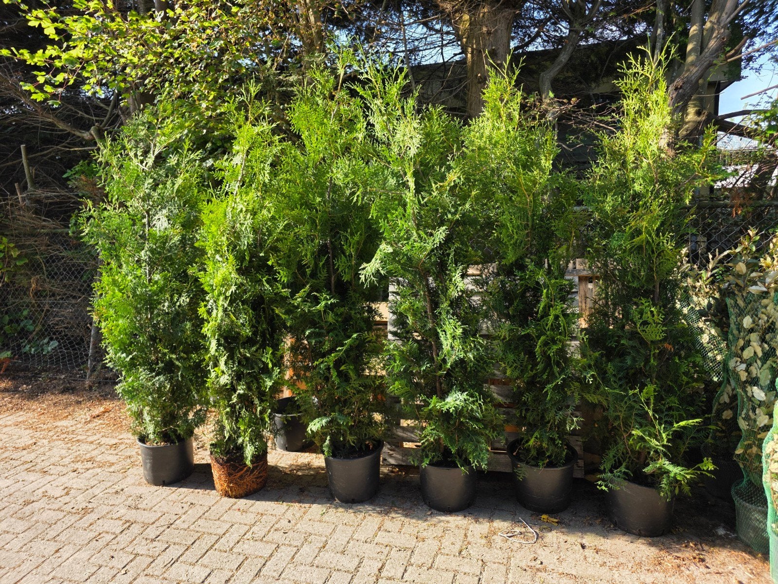 Thuja Occidentalis Brabant - Levensboom 175-200 cm hoog, Volle zon, Vaste plant, Bloeit niet, Ophalen