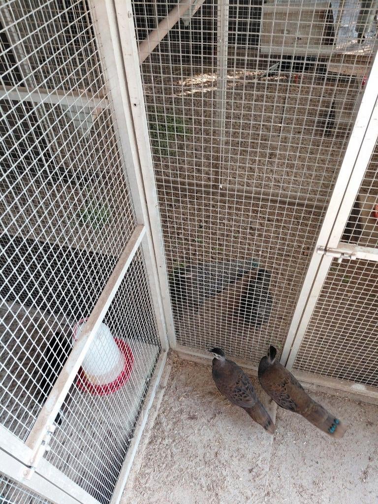 Zwartkop palawan pauwfazanten geb  2025  Bieden, Meerdere dieren, Kip