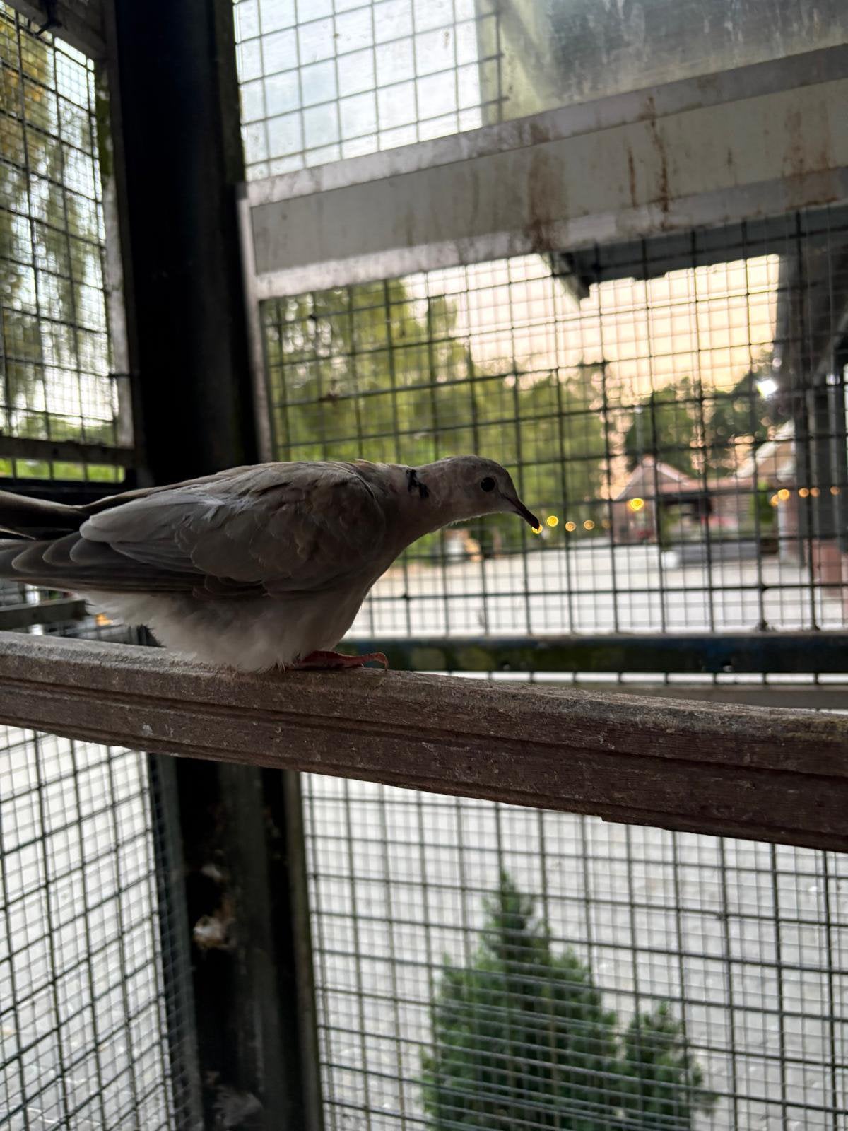 Diverse tortelduiven te koop, Dieren en Toebehoren, Vogels | Duiven, Meerdere dieren, Tortelduif