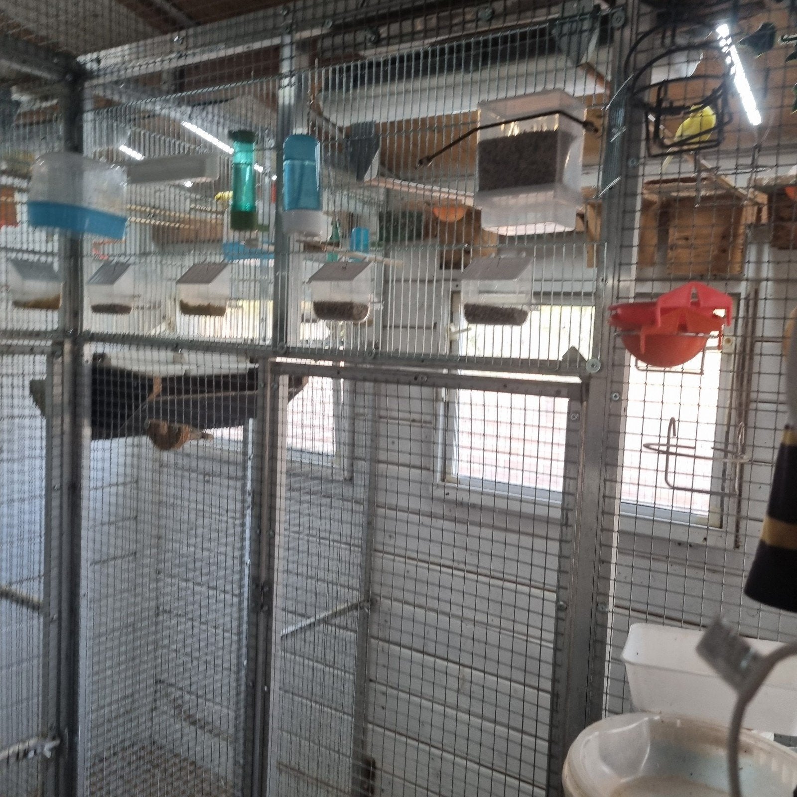 kanarie geel, Meerdere dieren, Kleurkanarie