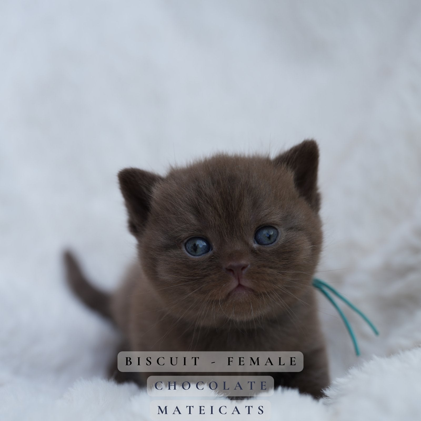 British Shorthair Cinnamon + Chocolate + Fawn, Poes, Met stamboom, 0 tot 2 jaar